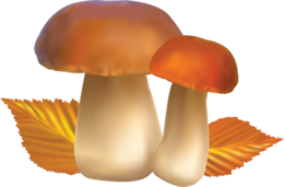 nature & Mushroom free transparent png image.