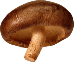 nature & Mushroom free transparent png image.