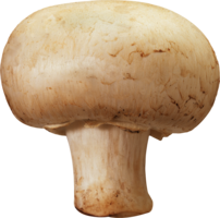 nature & mushroom free transparent png image.