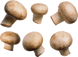 nature & mushroom free transparent png image.