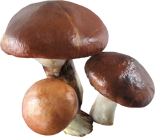 nature & Mushroom free transparent png image.