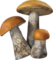 nature & mushroom free transparent png image.