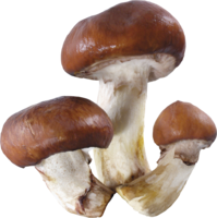 nature & Mushroom free transparent png image.