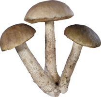 nature & Mushroom free transparent png image.