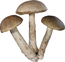 nature & mushroom free transparent png image.