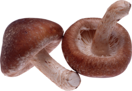 nature & Mushroom free transparent png image.