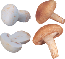 nature & Mushroom free transparent png image.