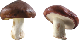 nature & Mushroom free transparent png image.