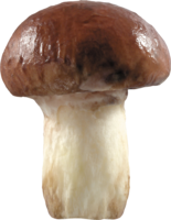 nature & Mushroom free transparent png image.