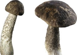 nature & Mushroom free transparent png image.