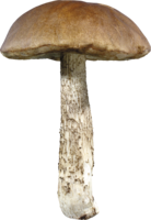 nature & Mushroom free transparent png image.