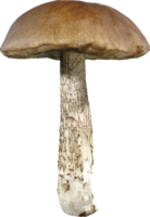 nature & mushroom free transparent png image.