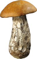 nature & Mushroom free transparent png image.