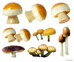 nature & mushroom free transparent png image.