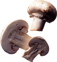 nature & Mushroom free transparent png image.