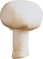 nature & Mushroom free transparent png image.