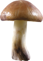 nature & mushroom free transparent png image.