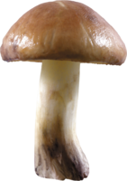 nature & Mushroom free transparent png image.