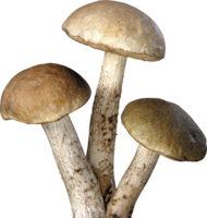 nature & mushroom free transparent png image.
