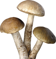 nature & Mushroom free transparent png image.