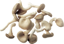 nature & mushroom free transparent png image.