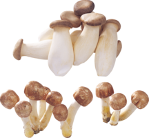 nature & mushroom free transparent png image.