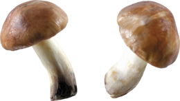 nature & Mushroom free transparent png image.