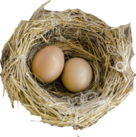 nature & nest free transparent png image.