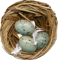 nature & nest free transparent png image.