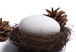 nature & Nest free transparent png image.