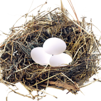 nature & Nest free transparent png image.