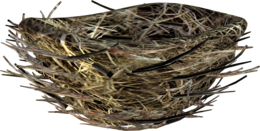 nature & nest free transparent png image.