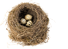 nature & Nest free transparent png image.