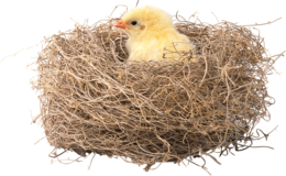 nature & Nest free transparent png image.