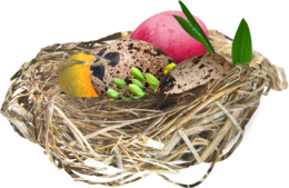 nature & nest free transparent png image.