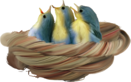 nature & Nest free transparent png image.
