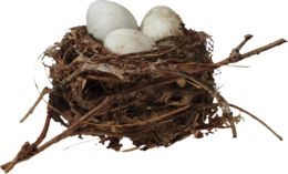 nature & nest free transparent png image.