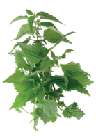 nature & nettle free transparent png image.