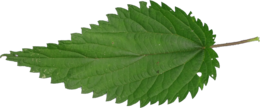 nature & Nettle free transparent png image.
