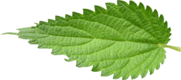 nature & Nettle free transparent png image.