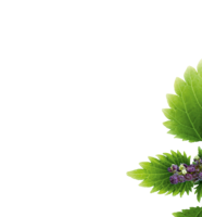 nature & nettle free transparent png image.