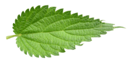 nature & Nettle free transparent png image.