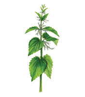 nature & nettle free transparent png image.