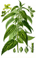 nature & Nettle free transparent png image.