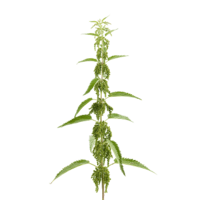 nature & Nettle free transparent png image.