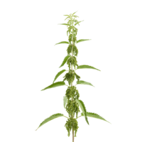 nature & nettle free transparent png image.