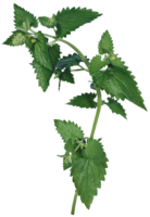 nature & Nettle free transparent png image.