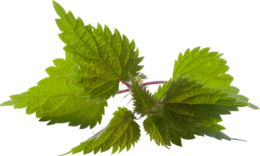 nature & nettle free transparent png image.