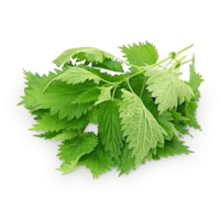 nature & nettle free transparent png image.