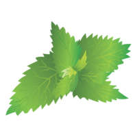 nature & nettle free transparent png image.